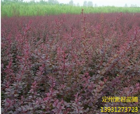 红叶小檗—定州紫君苗圃